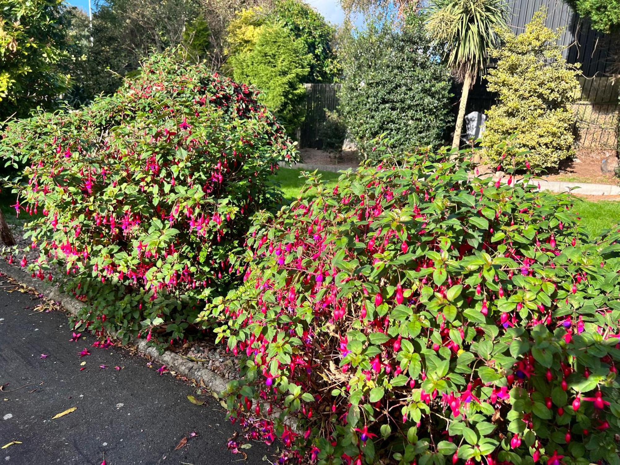 Ashfield Bed & Breakfast Belfast Luaran gambar